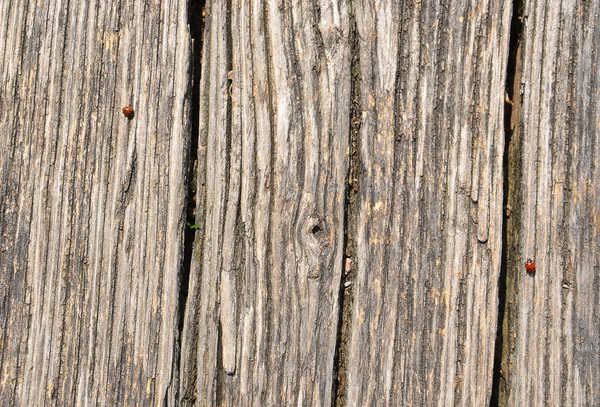 Corteza de árbol marrón viejo con mariquitas rojas — Foto de Stock
