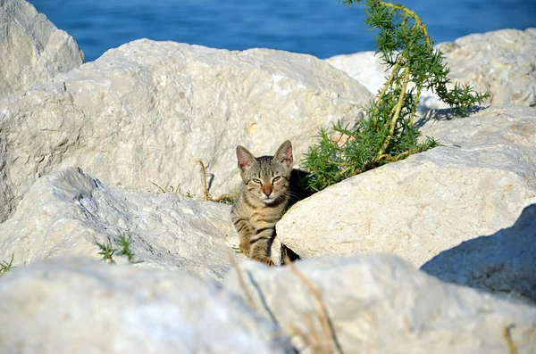 Котенок на скалах у моря — стоковое фото