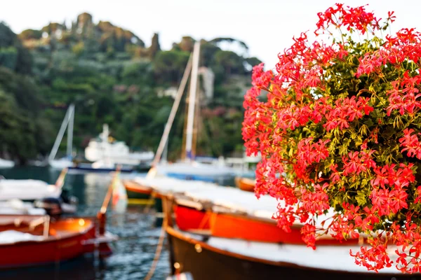 Red geraniums at Portofino harbor — Stock Photo, Image