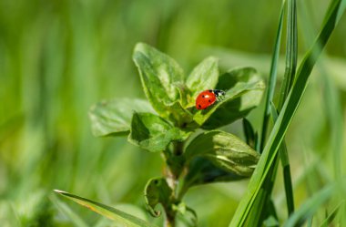 Uğur böceği arka planda, yakın plan