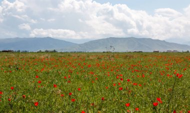 Kırgızistan 'da karlı zirveleri olan dağların güzel manzarası.