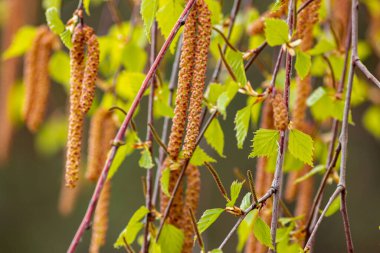 Arka planda güzel huş dalları var.