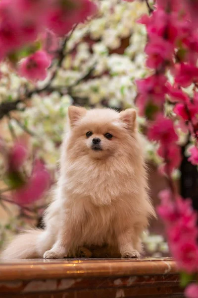 Weißer Spitz Mit Licht — Stockfoto