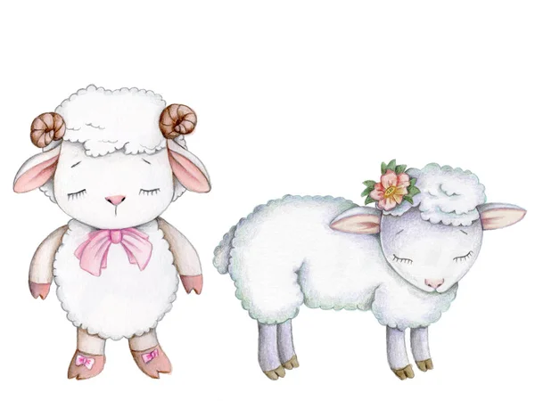Cute cartoon baby animals little sheeps, lambs. Watercolor hand drawn art, sketch, illustration for children. Isolated on white.