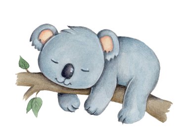 Ağaçta uyuyan küçük sevimli koala çizgi filmi, vahşi hayvan. Suluboya el çizimi, izole edilmiş. 