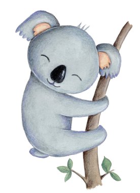 Şirin çizgi film küçük koala, ağaçtaki vahşi hayvan. Suluboya el çizimi, izole edilmiş. 