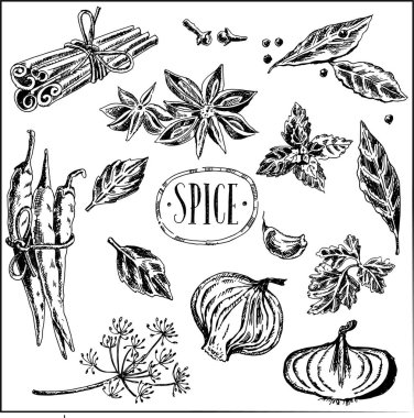 Baharat ve baharatların grafik çizimleri