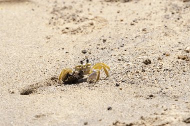 Yengeç Ilhabela Beach