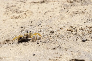 Yengeç Ilhabela Beach