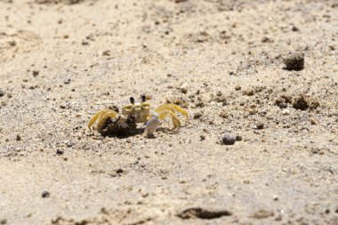 Yengeç Ilhabela Beach