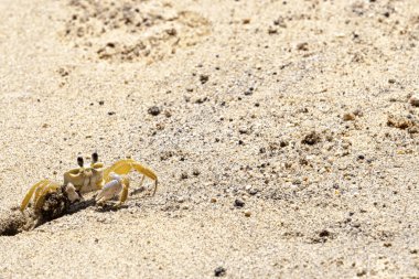 Yengeç Ilhabela Beach