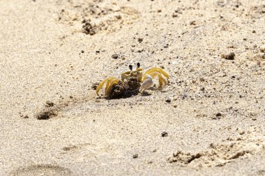 Yengeç Ilhabela Beach