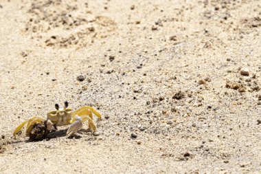 Yengeç Ilhabela Beach
