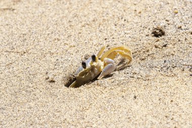 Yengeç Ilhabela Beach