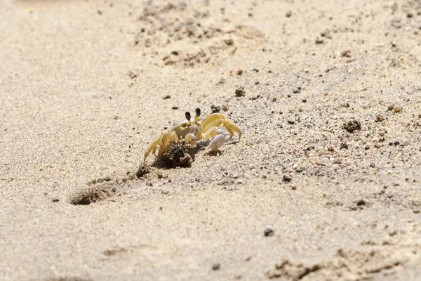 Yengeç Ilhabela Beach