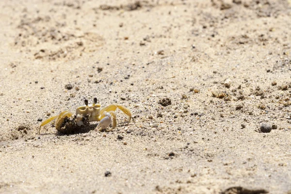Yengeç Ilhabela Beach