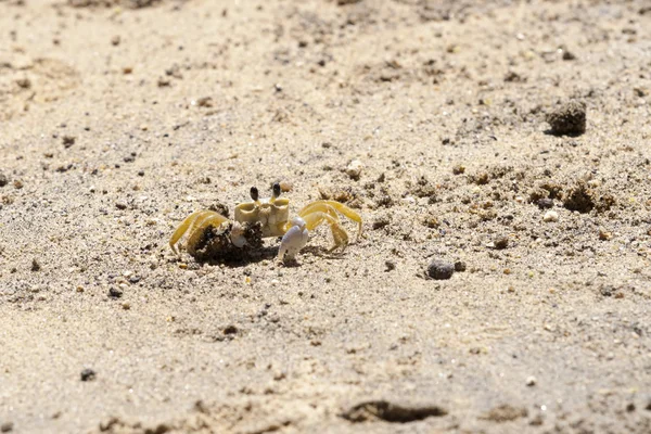 Yengeç Ilhabela Beach
