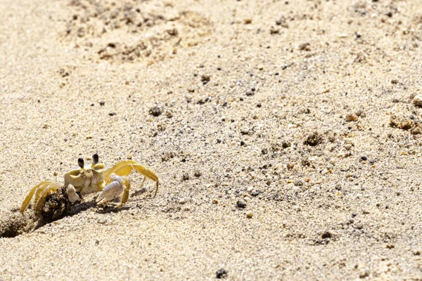Yengeç Ilhabela Beach