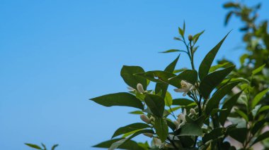 Doğa - yeşil ilkbahar bitkileri 