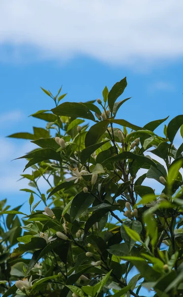 Nature Plantes Printanières Vertes Images De Stock Libres De Droits