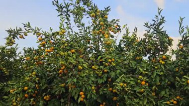 Ağaçta taze mandalina, mandalina hasadı