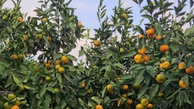 Ağaçta taze mandalina, mandalina hasadı