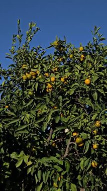 Ağaçta taze mandalina, mandalina hasadı