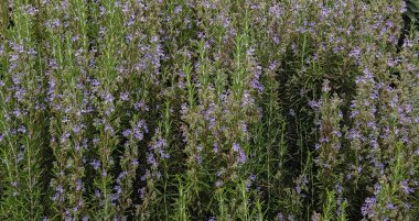 Biberiye, biberiye bahçeye.