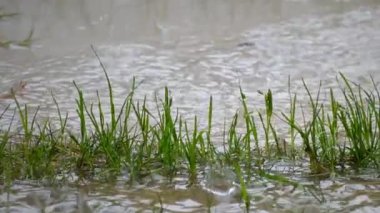 Çimlerin üzerinde hareket eden bir kameranın yavaş çekim görüntüleri ve suya düşen yağmur damlaları..
