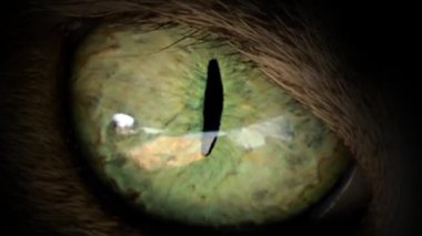 Kedi öğrenci hareketinin makro görüntüsü.