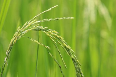 Pirinç tarlasında tarım kulağı Asya 'nın çiğ gıdası yeşil çiftlikteki tazelik doğa arka planında kapalı.