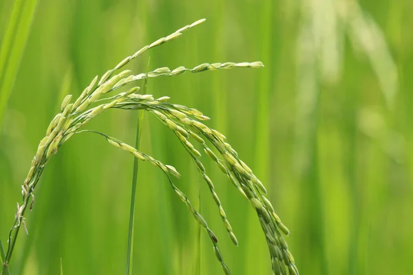 Agricultura Ouvido Arroz Campo Alimentos Crus Ásia Frescura Fazenda Verde — Fotografia de Stock