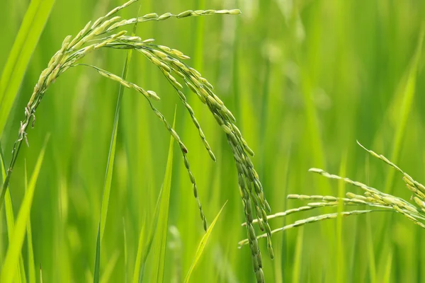 Agricultura Ouvido Arroz Campo Alimentos Crus Ásia Frescura Fazenda Verde — Fotografia de Stock