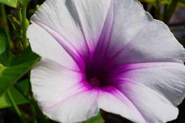 Sabah zaferinin seçici odağı sabah vakti güneş ışığıyla görüntüyü kapattı.                 