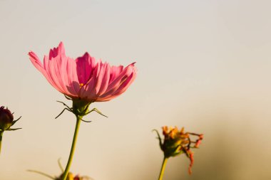 Güzel sepya yaprakları Kozmosun yumuşak çiçekleri Akşam vakti çiçek tarlasında