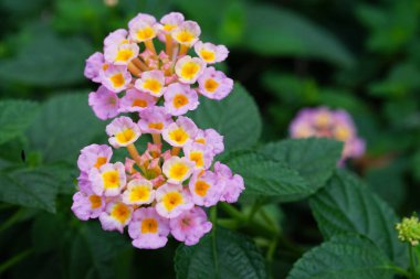 Lantana Camara arka planda pembe ve mor renkli minik çiçekler.                             