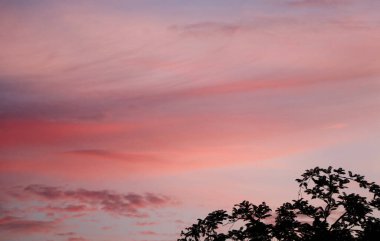 Bulutlu arka plan ile alacakaranlık gökyüzü güzel seçici odak Akşamları ağaç silueti