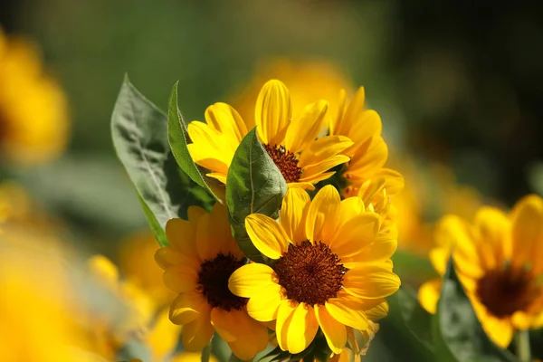 Sunflower group blossom flowers beautiful and freshness in the farm countryside Thailand