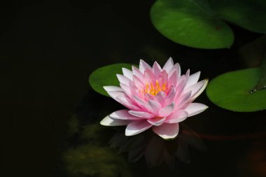 Pembe nilüfer çiçekleri Gölgede gölgeler