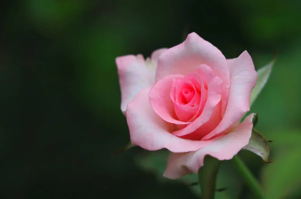 Fresh Pink Rose Flower Beautiful Nature Background Romantic Time Valentine — Stock Photo, Image