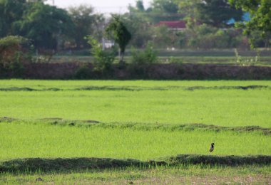 Tarım çiftliğinde kuş yalnızlığı olan pirinç tarlası.