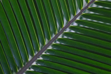 Avuç içi yeşili yapraklar, güzel bir doku.