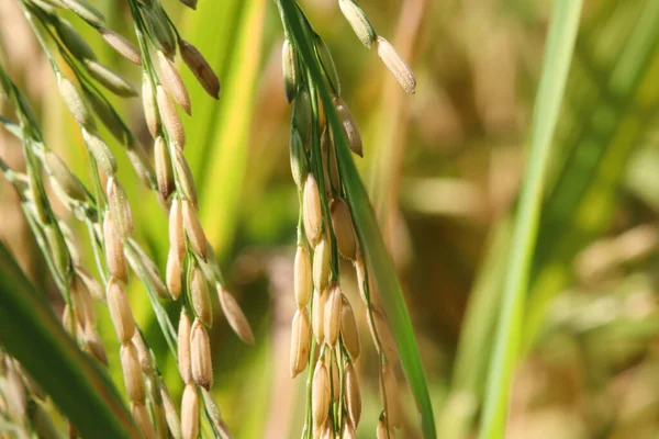 Desfocado Desfocado Orelha Planta Crescimento Arroz Campo — Fotografia de Stock