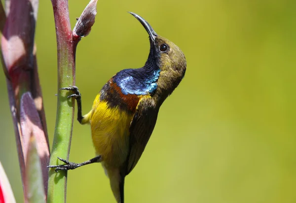 Olive Hátú Sunbird Színes Madár Fán — Stock Fotó