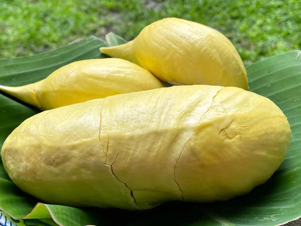 Raja Durian Kulit Buah Kelas Premium Warna Kuning Rasa Yang — Stok Foto