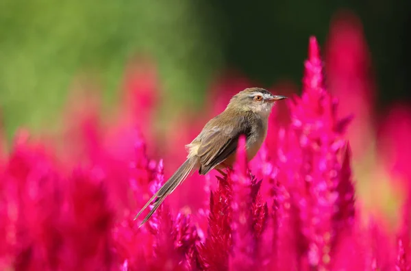 Plain Prinia Aranyos Madár Ült Cockscomb Virágok Rózsaszín Szín Területen — Stock Fotó