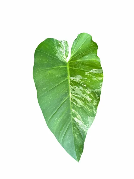 필로덴 심장은 바탕에 녹색의 자연적 만든다 — 스톡 사진