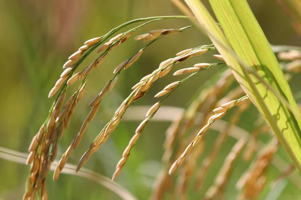 Foco Seletivo Orelhas Arroz Arroz Jasmim Com Folha Natureza Campo — Fotografia de Stock