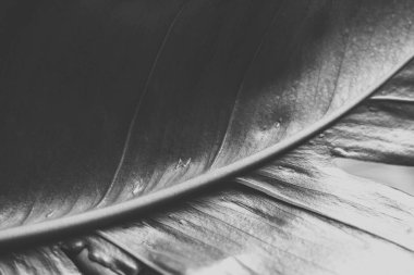 Makrofotoğrafçılık: Doğal yaprak, koyu renk, soyut arkaplan 