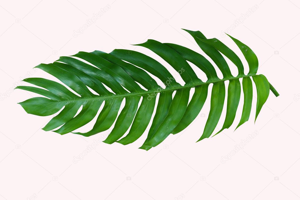 Green rainforest freshness leaf di-cut decorate on white background